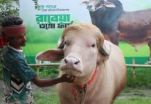 ‘डोनाल्ड ट्रम्प’ उपनाम पाएको भाइरल राँगो बलिबाट जोगियो