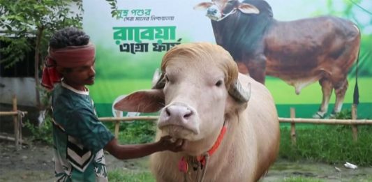 ‘डोनाल्ड ट्रम्प’ उपनाम पाएको भाइरल राँगो बलिबाट जोगियो