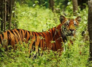 चितवनमा बाघ–चितुवाको गतिविधि निगरानी गर्न क्यामरा र खोरको व्यवस्था